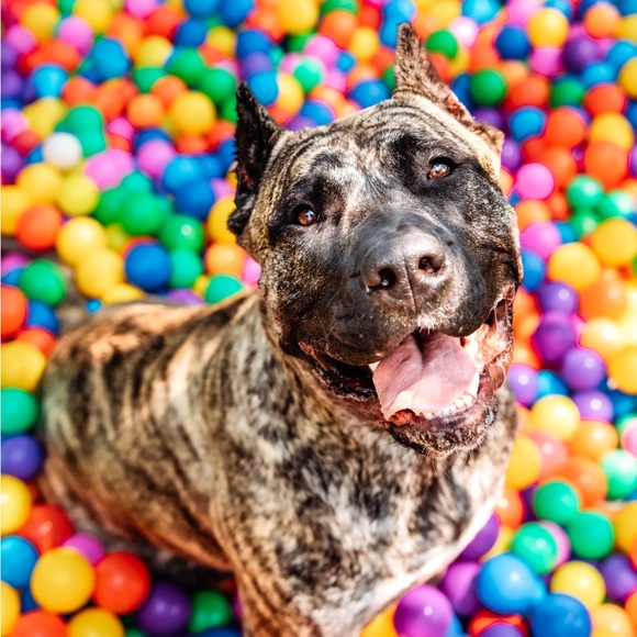 Meet your Posher, Joy - Picture 5 of 5